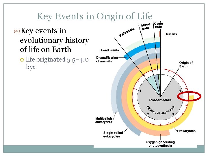 Key Events in Origin of Life Key events in evolutionary history of life on