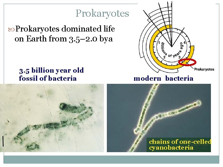 Prokaryotes dominated life on Earth from 3. 5– 2. 0 bya 3. 5 billion