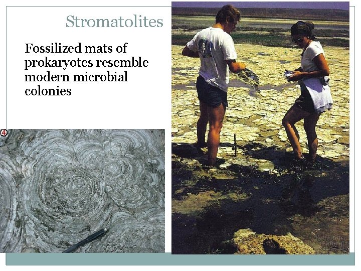 Stromatolites Fossilized mats of prokaryotes resemble modern microbial colonies 