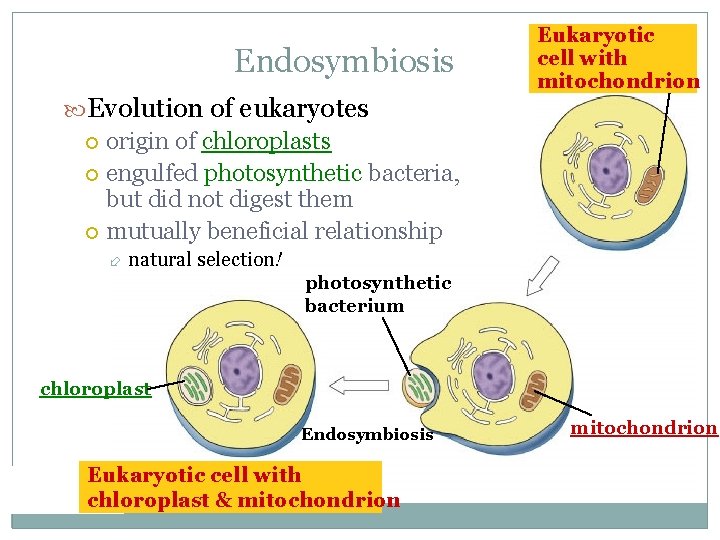 Endosymbiosis Eukaryotic cell with mitochondrion Evolution of eukaryotes origin of chloroplasts engulfed photosynthetic bacteria,