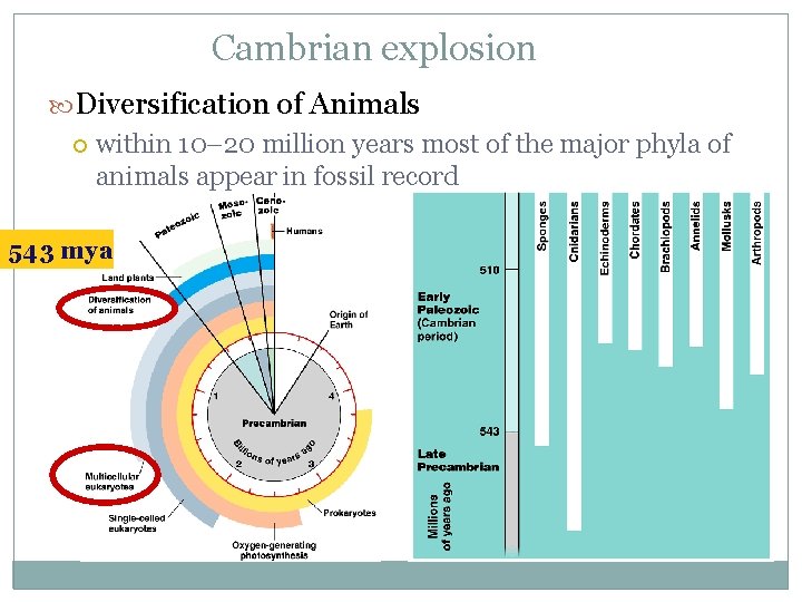 Cambrian explosion Diversification of Animals within 10– 20 million years most of the major