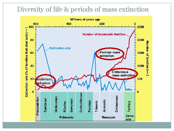 Diversity of life & periods of mass extinction Cambrian explosion 