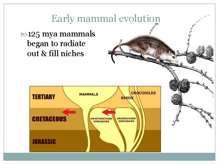 Early mammal evolution 125 mya mammals began to radiate out & fill niches 