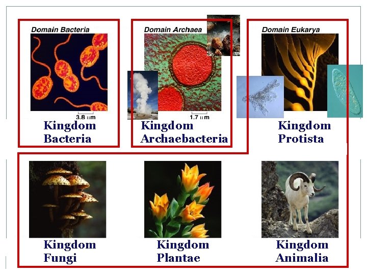 Kingdom Bacteria Kingdom Archaebacteria Kingdom Protista Kingdom Fungi Kingdom Plantae Kingdom Animalia 