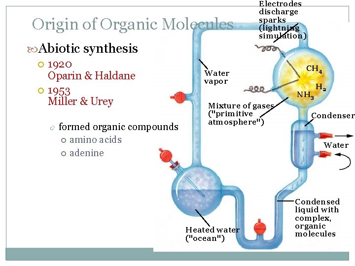 Origin of Organic Molecules Electrodes discharge sparks (lightning simulation) Abiotic synthesis 1920 Oparin &