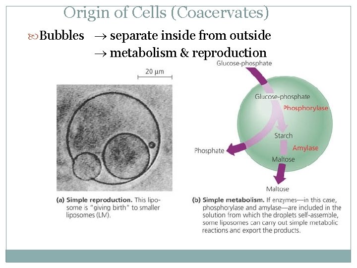 Origin of Cells (Coacervates) Bubbles separate inside from outside metabolism & reproduction 