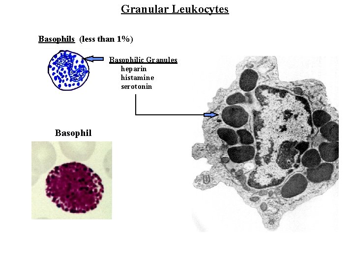 Granular Leukocytes Basophils (less than 1%) Basophilic Granules heparin histamine serotonin Basophil 