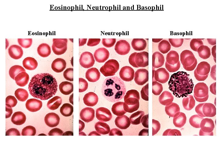 Eosinophil, Neutrophil and Basophil Eosinophil Neutrophil Basophil 