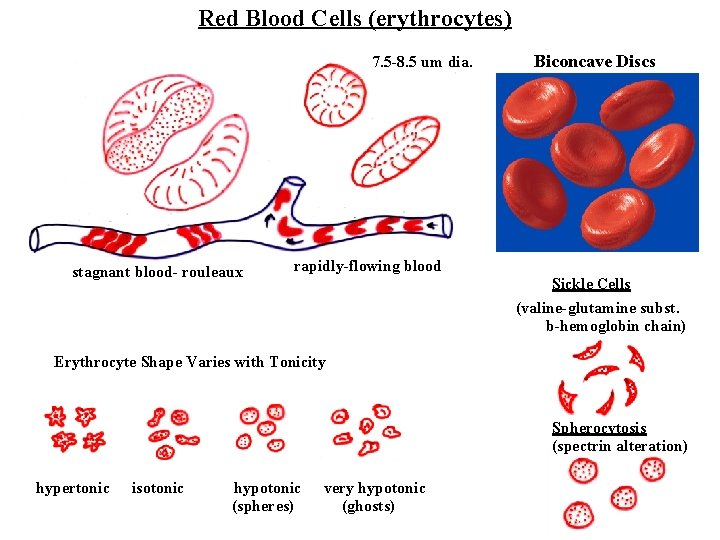 Red Blood Cells (erythrocytes) 7. 5 -8. 5 um dia. stagnant blood- rouleaux Biconcave
