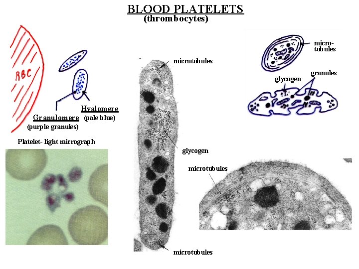 BLOOD PLATELETS (thrombocytes) microtubules glycogen Hyalomere Granulomere (pale blue) (purple granules) Platelet- light micrograph