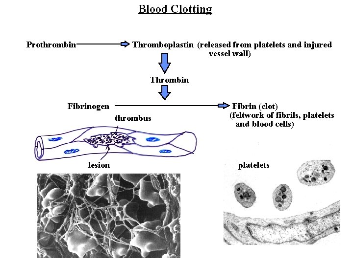 Blood Clotting Prothrombin Thromboplastin (released from platelets and injured vessel wall) Thrombin Fibrinogen thrombus