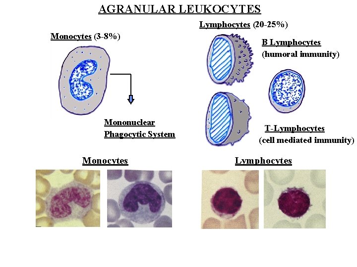 AGRANULAR LEUKOCYTES Lymphocytes (20 -25%) Monocytes (3 -8%) Mononuclear Phagocytic System Monocytes B Lymphocytes