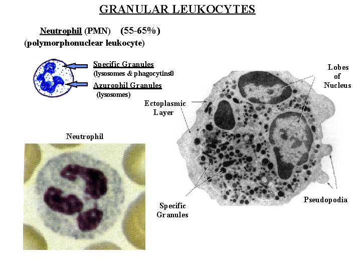 GRANULAR LEUKOCYTES Neutrophil (PMN) (55 -65%) (polymorphonuclear leukocyte) Specific Granules (lysosomes & phagocytins 0