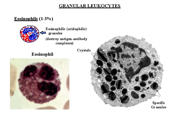 GRANULAR LEUKOCYTES Eosinophils (1 -3%) Eosinophilic (acidophilic) granules (destroy antigen-antibody complexes) Eosinophil Crystals Specific