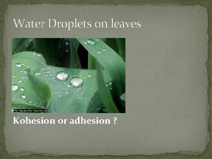 Water Droplets on leaves Kohesion or adhesion ? 