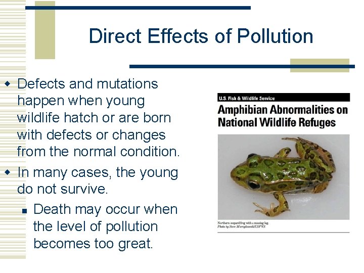 Direct Effects of Pollution w Defects and mutations happen when young wildlife hatch or Direct Effects of Pollution w Defects and mutations happen when young wildlife hatch or