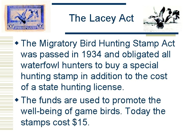 The Lacey Act w The Migratory Bird Hunting Stamp Act was passed in 1934 The Lacey Act w The Migratory Bird Hunting Stamp Act was passed in 1934