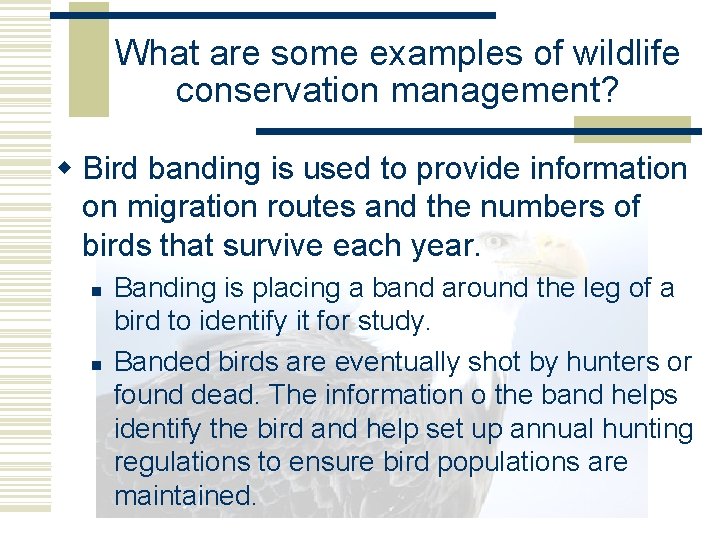 What are some examples of wildlife conservation management? w Bird banding is used to