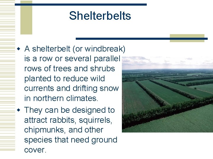 Shelterbelts w A shelterbelt (or windbreak) is a row or several parallel rows of Shelterbelts w A shelterbelt (or windbreak) is a row or several parallel rows of