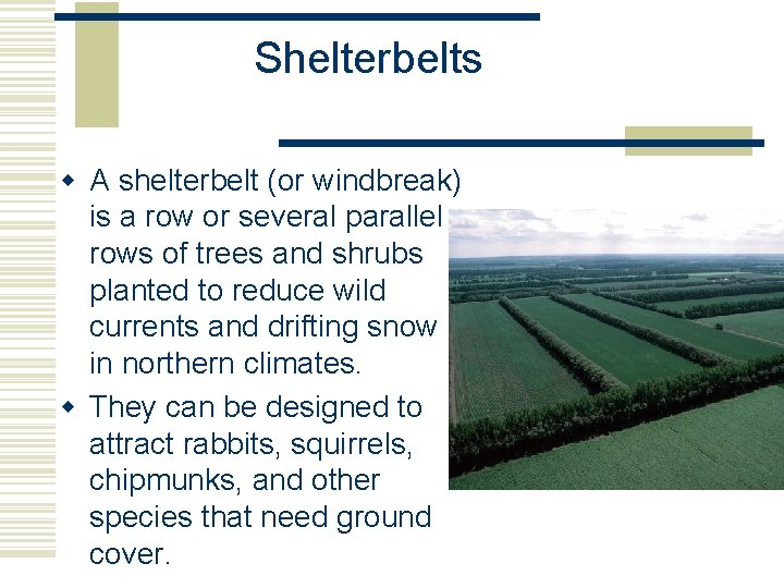 Shelterbelts w A shelterbelt (or windbreak) is a row or several parallel rows of