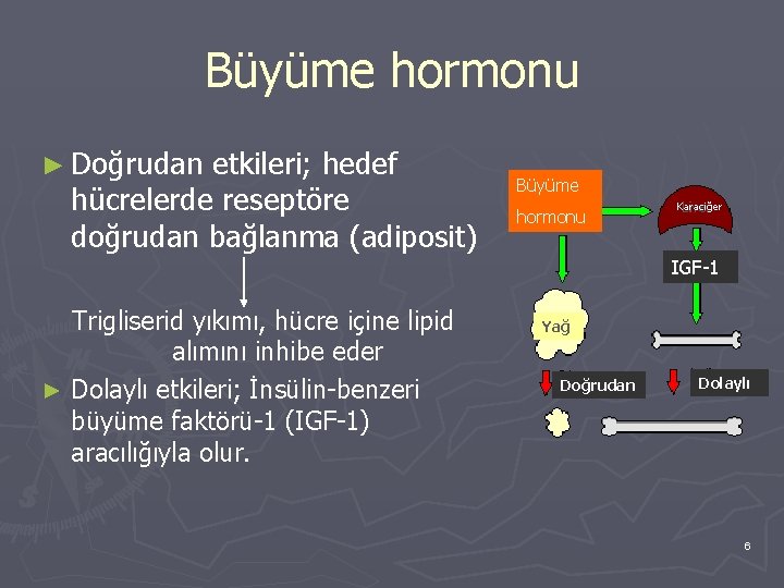 Büyüme hormonu ► Doğrudan etkileri; hedef hücrelerde reseptöre doğrudan bağlanma (adiposit) Trigliserid yıkımı, hücre