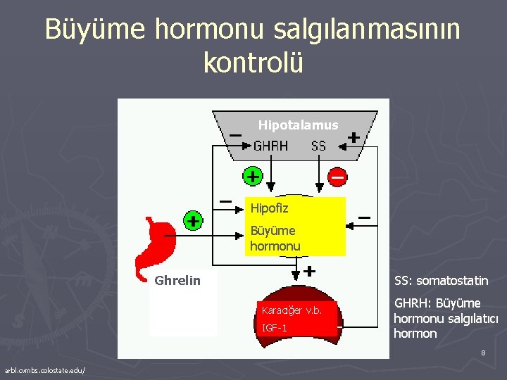 Büyüme hormonu salgılanmasının kontrolü Hipotalamus Hipofiz Büyüme hormonu Ghrelin SS: somatostatin Karaciğer v. b.