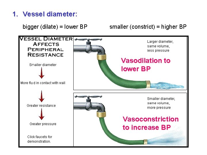 1. Vessel diameter: diameter bigger (dilate) = lower BP smaller (constrict) = higher BP