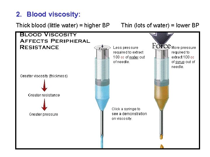 2. Blood viscosity: viscosity Thick blood (little water) = higher BP Thin (lots of