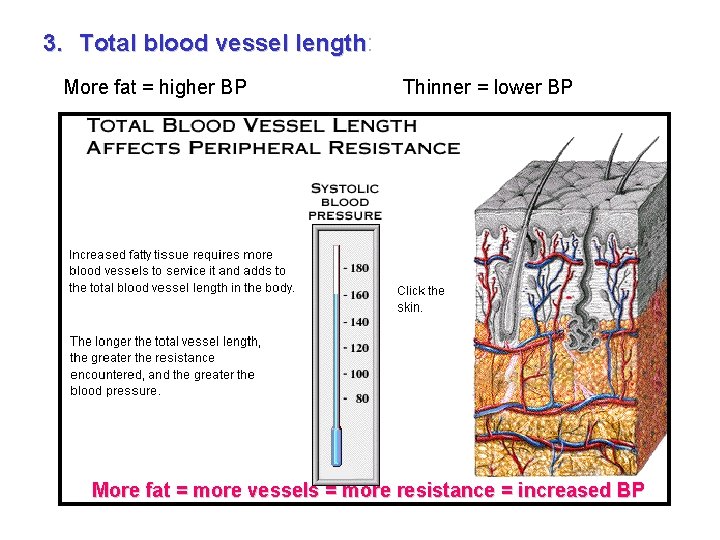 3. Total blood vessel length: length More fat = higher BP Thinner = lower