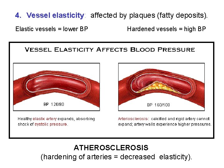 4. Vessel elasticity: affected by plaques (fatty deposits). elasticity Elastic vessels = lower BP