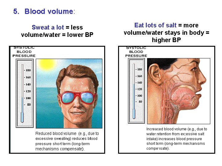 5. Blood volume: volume Sweat a lot = less volume/water = lower BP Eat