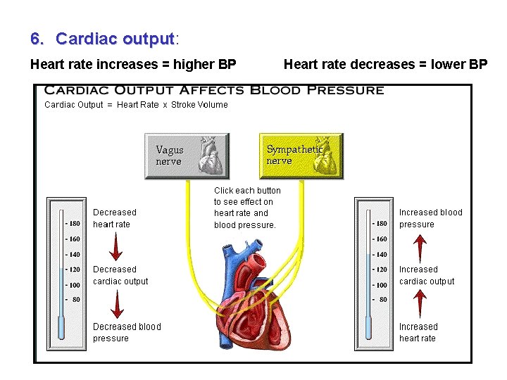 6. Cardiac output: output Heart rate increases = higher BP Heart rate decreases =