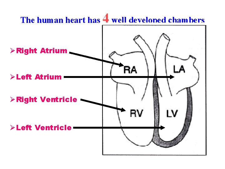 The human heart has 4 well developed chambers ØRight Atrium ØLeft Atrium ØRight Ventricle