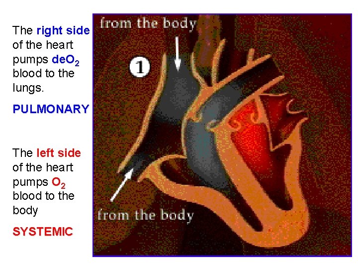 The right side of the heart pumps de. O 2 blood to the lungs.