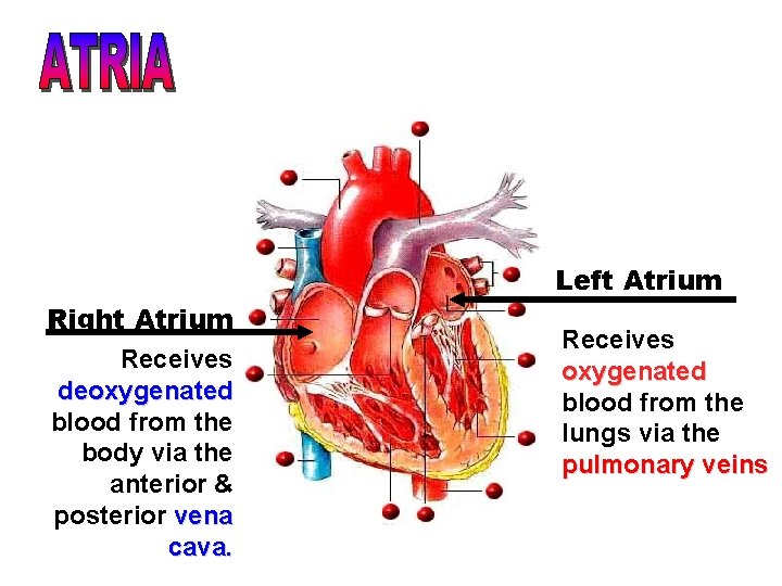 Left Atrium Right Atrium Receives deoxygenated blood from the body via the anterior &