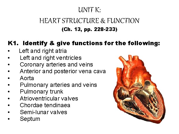 UNIT K: HEART STRUCTURE & FUNCTION (Ch. 13, pp. 228 -233) K 1. Identify