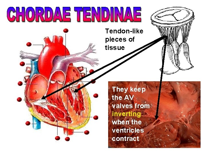 Tendon-like pieces of tissue They keep the AV valves from inverting when the ventricles