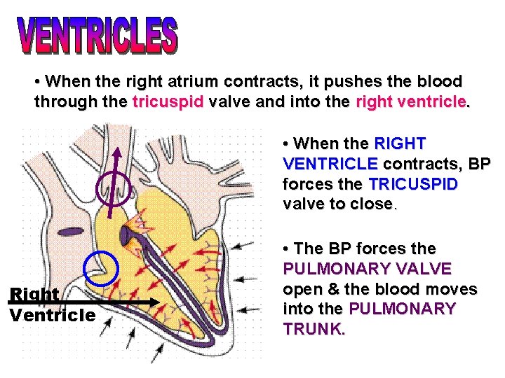  • When the right atrium contracts, it pushes the blood through the tricuspid