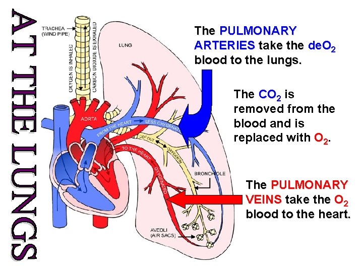 The PULMONARY ARTERIES take the de. O 2 blood to the lungs. The CO