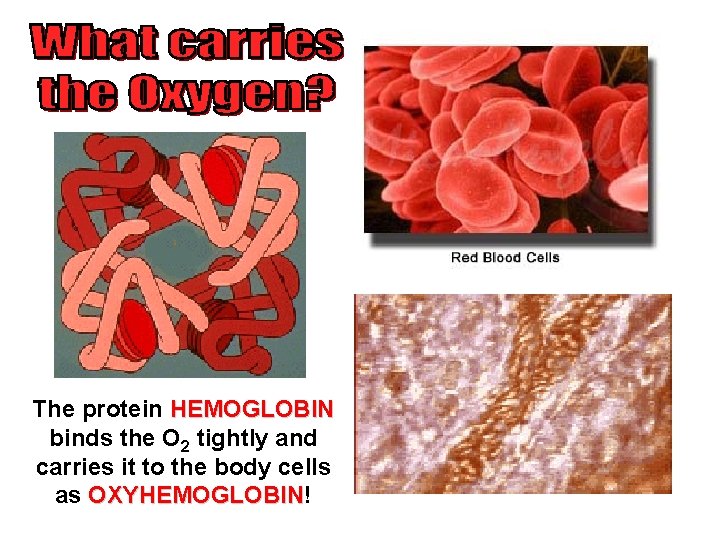 The protein HEMOGLOBIN binds the O 2 tightly and carries it to the body