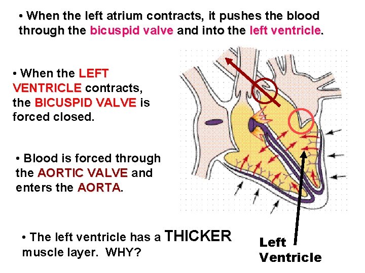 • When the left atrium contracts, it pushes the blood through the bicuspid