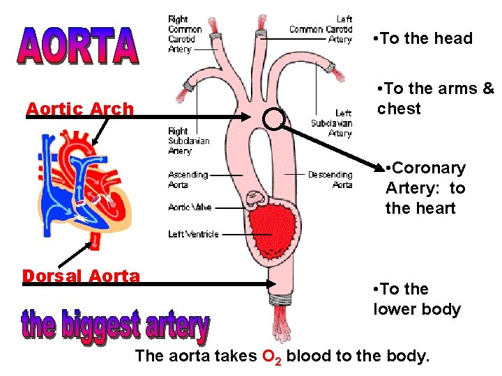  • To the head • To the arms & chest Aortic Arch •