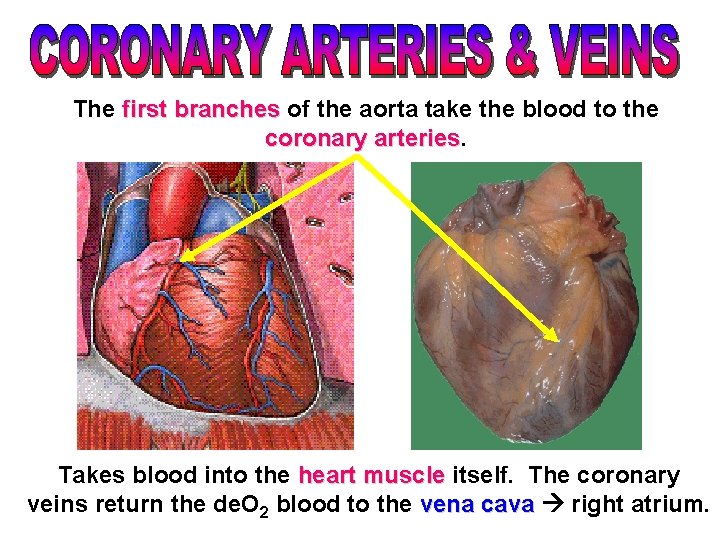 The first branches of the aorta take the blood to the coronary arteries Takes