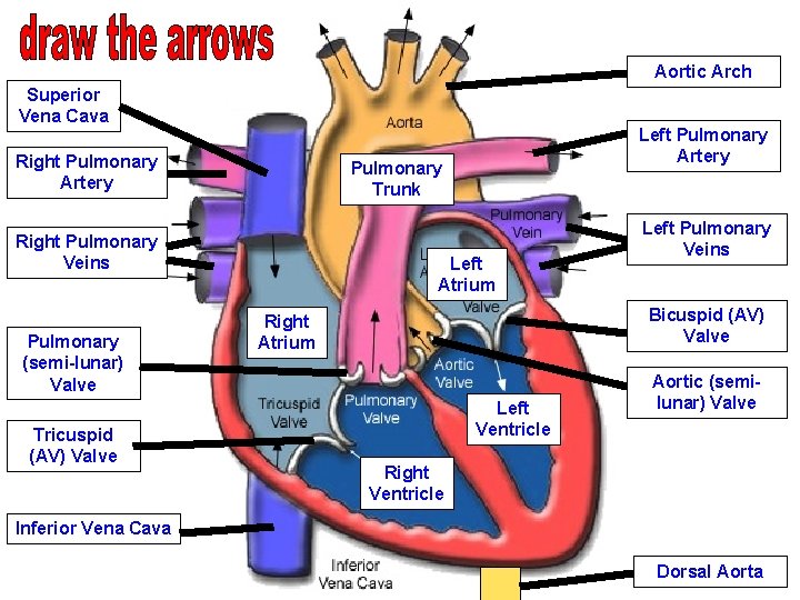 Aortic Arch Superior Vena Cava Right Pulmonary Artery Right Pulmonary Veins Pulmonary (semi-lunar) Valve