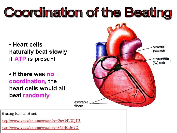  • Heart cells naturally beat slowly if ATP is present • If there