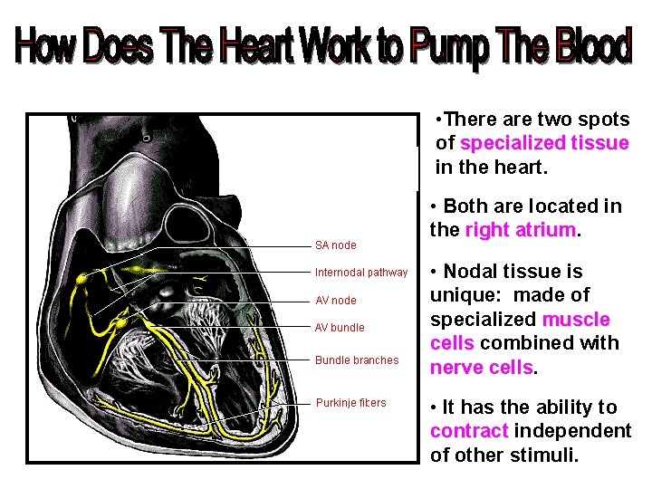  • There are two spots of specialized tissue in the heart. • Both