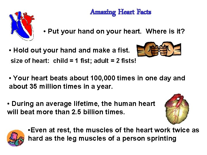 Amazing Heart Facts • Put your hand on your heart. Where is it? •