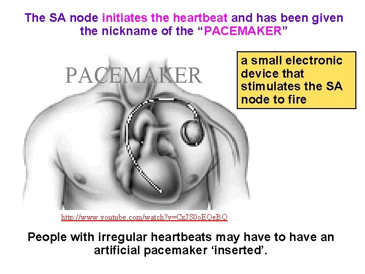 The SA node initiates the heartbeat and has been given the nickname of the
