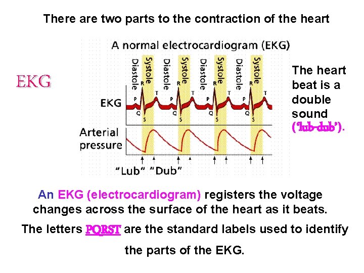 There are two parts to the contraction of the heart The heart beat is