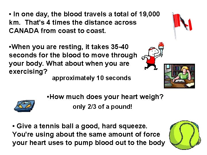  • In one day, the blood travels a total of 19, 000 km.